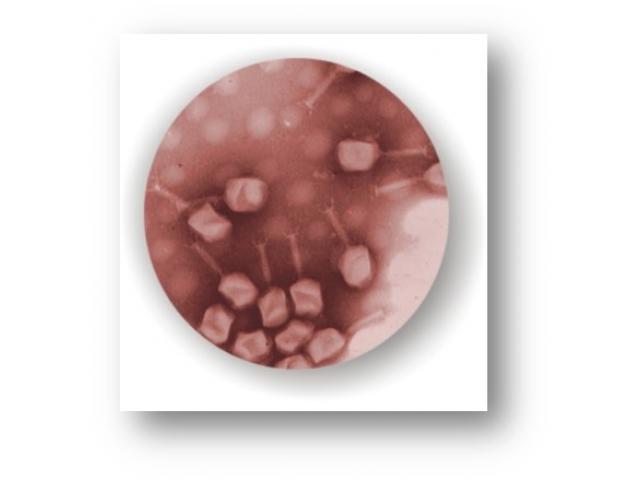 Тест-система для детекции бактерий рода Listeria в пищевом сырье и продуктах питания