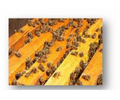 Тест-система для детекции американского  и европейского гнильцов пчел