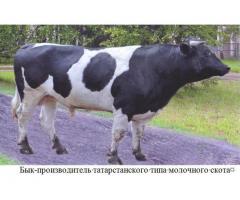 Выведение татарстанской молочной породы крупного рогатого скота