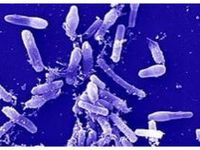 Тест-система для ускоренной детекции бактерий рода Bacillus  в пищевом сырье и продуктах питания