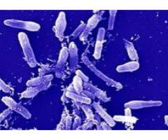 Тест-система для ускоренной детекции бактерий рода Bacillus  в пищевом сырье и продуктах питания