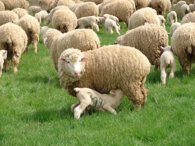 Улучшение мясной продуктивности овец