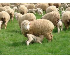 Улучшение мясной продуктивности овец
