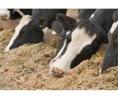 Технология оптимизации жомового и бардяного откорма скота