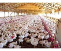 Технология использования солей брома и йода в кормлении цыплят-бройлеров