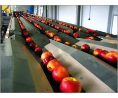 Технология производства концентрированных сухих плодов и овощей,