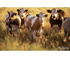 Совершенствование методов селекции продуктивных и наследственных качеств крупного рогатого скота,