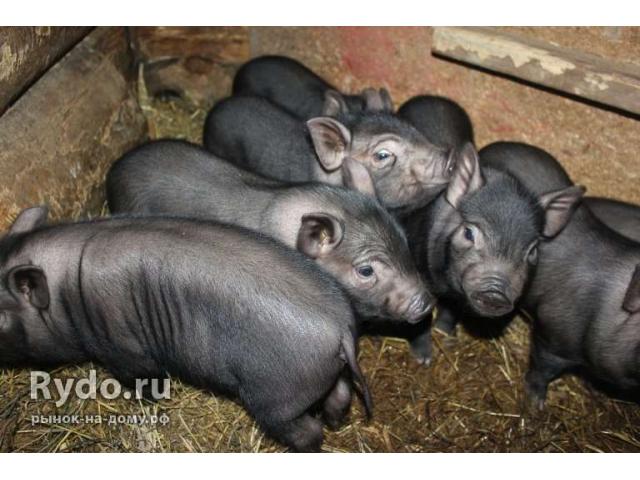Разработка системы адаптации свиней вьетнамской вислобрюхой породы,