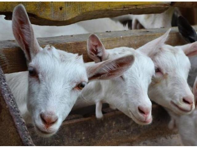 Создание крупной механизированной  фермы молочных коз с законченным циклом производства продукции