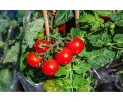 Роль стимуляторов роста и их концентраций в увеличении производства томатов из открытого грунта