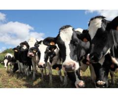 Модель аминокислотного питания высокопродуктивных коров