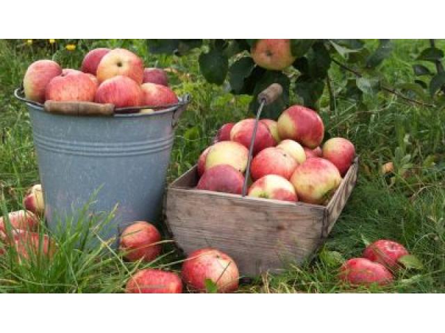 Новый способ повышения урожая и качества плодов яблони при использовании органической системы выращи