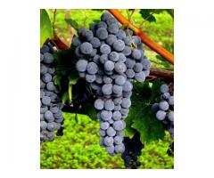 Отбор высокопродуктивных клонов винограда для повышения общей урожайности промышленных виноградных н