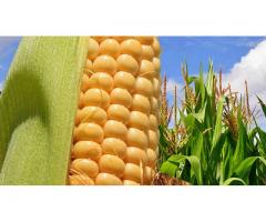 Разработка и внедрение в производство технологии возделывания кукурузы на зерно с различным уровнем 