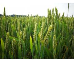 Ресурсосберегающая технология выращивания озимой пшеницы