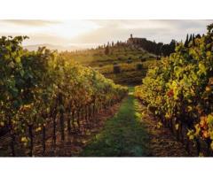 Совершенствование агроприемов возделывания виноградных насаждений