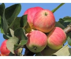 Способ повышения продуктивности растений яблони в высокоплотных насаждениях