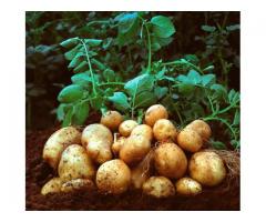 Применение глауконитового песка в технологиях возделывания экологически чистого картофеля