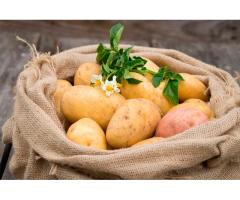 Технология производства оригинального, элитного и репродукционного семенного картофеля