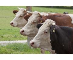 Способы метаболической коррекции и повышения продуктивности у высокоудойных коров в условиях индустр