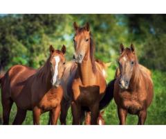 Технология профилактики и лечения стронгилятозов лошадей табунного содержания