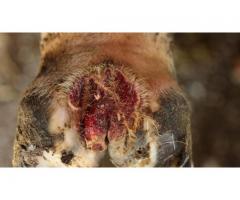 Сочетанный способ лечения гнойно-некротических поражений копытец крупного рогатого скота мазь «Чёрна
