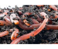 Разработка технологии культивирования гибрида дождевого червя (Красный калифорнийский червь) в услов