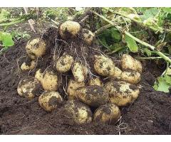 Биологизация технологии возделывания картофеля в условиях Приамурья,
