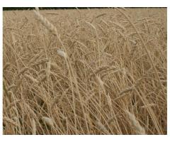 Пшеница мягкая яровая Амурская 1495 Патент №0514,