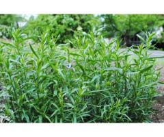 ПОЛЫНЬ эстрагон  Artemisia dracunculus L., Сорт Гвоздичный