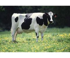 Профилактика метаболических заболеваний коров голштинской породы за счет оптимизации кормления,