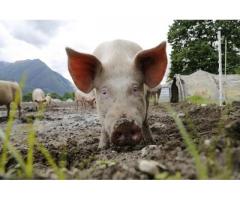 Использование мультиэнзимной добавки для увеличения роста и мясных качеств молодняка свиней,