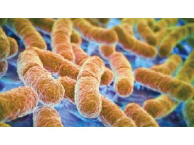 Эффективные биопрепараты на основе бактерий рода Enterococcus,
