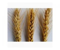 Создание сортов пшеницы с помощью маркер-ориентированной селекции,